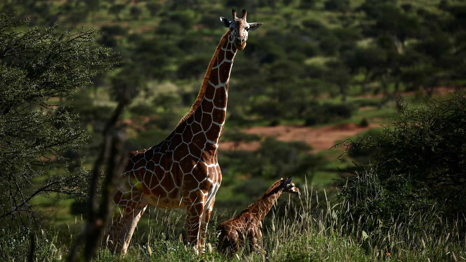 Girafes