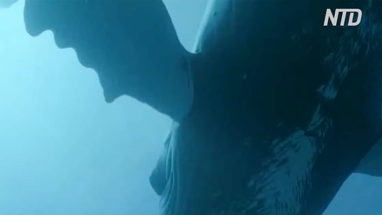 Baleine