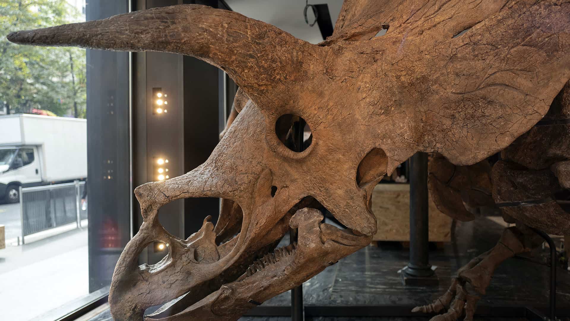 Tricératops
