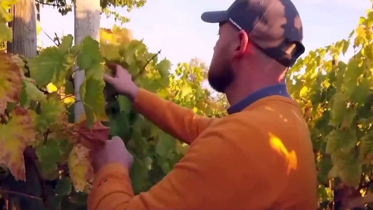 Producteur de vin