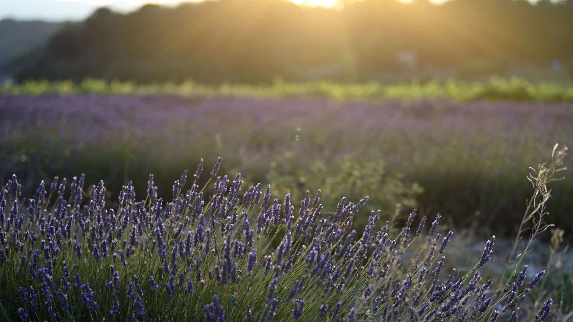 Champs de lavande